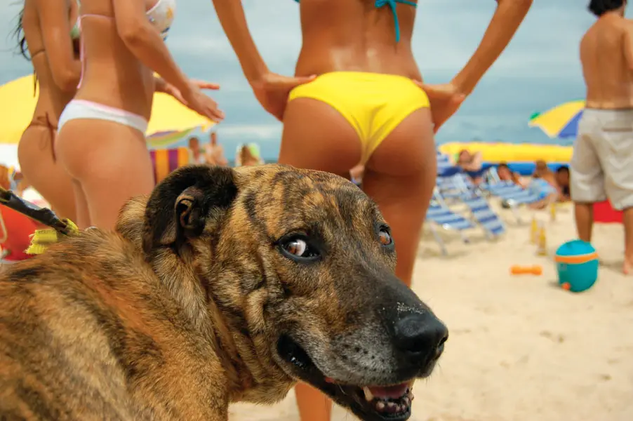 Harami kutta fantacy sex story